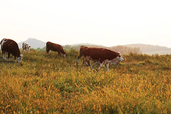 BETWAY·必威(西汉姆联)官方网站-West Ham United